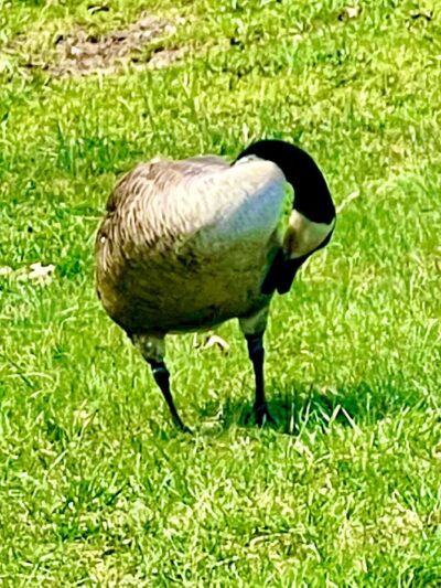 Pole Road Park - Alexandria, VA