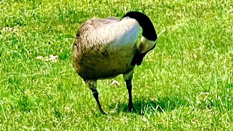 Pole Road Park - Alexandria, VA