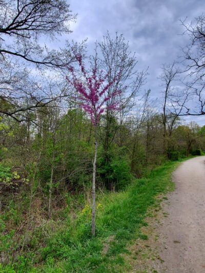 Pole Road Park - Alexandria, VA