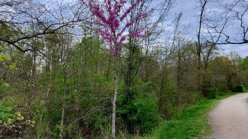 Pole Road Park - Alexandria, VA