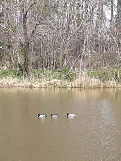 Pole Road Park - Alexandria, VA