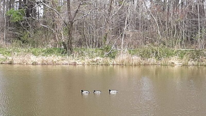 Pole Road Park - Alexandria, VA