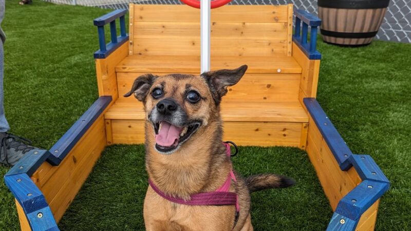 Alhambra Paw-Pup Dog Park - Alhambra, CA