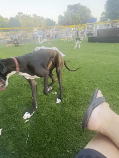 Alhambra Paw-Pup Dog Park - Alhambra, CA