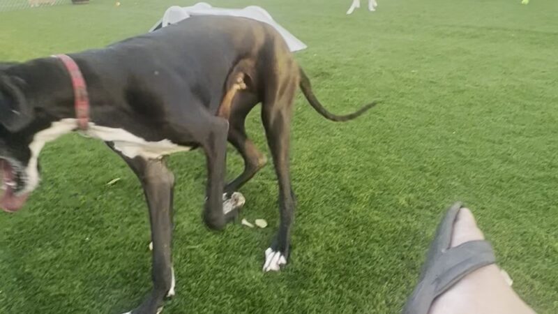 Alhambra Paw-Pup Dog Park - Alhambra, CA