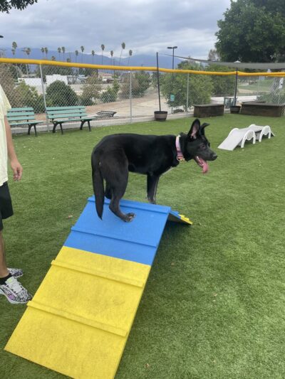 Alhambra Paw-Pup Dog Park - Alhambra, CA