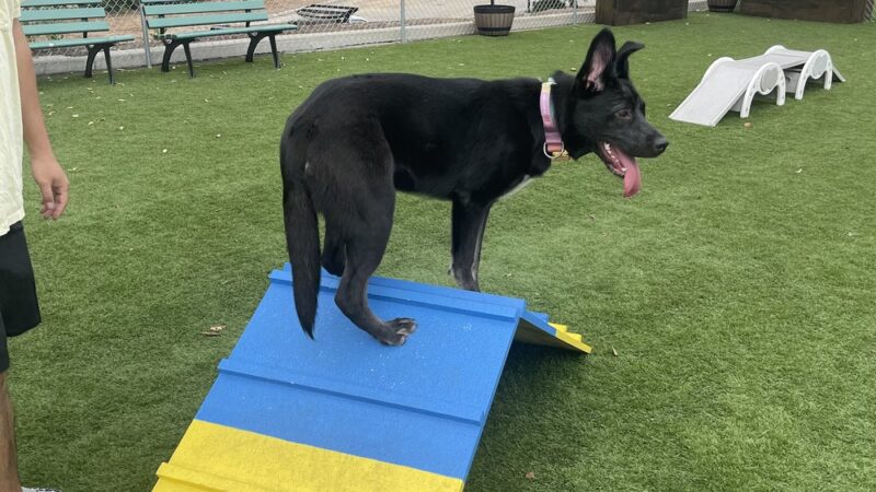 Alhambra Paw-Pup Dog Park - Alhambra, CA