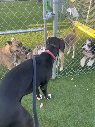 Alhambra Paw-Pup Dog Park - Alhambra, CA