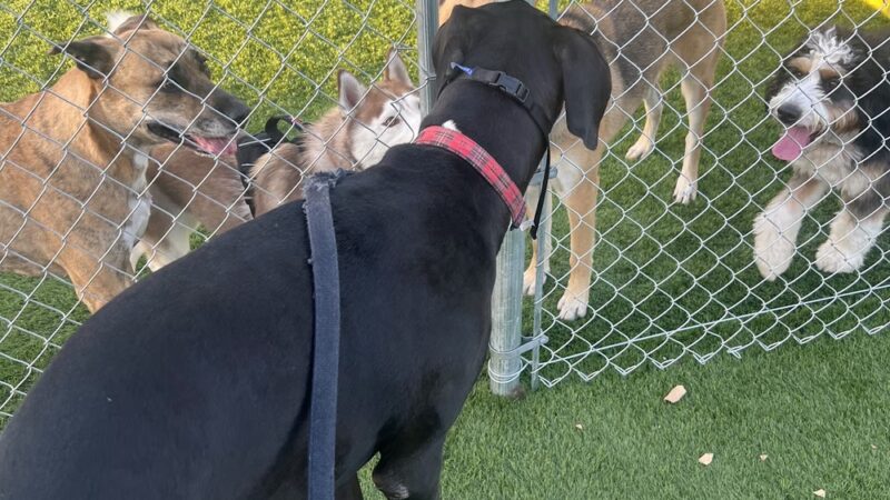Alhambra Paw-Pup Dog Park - Alhambra, CA