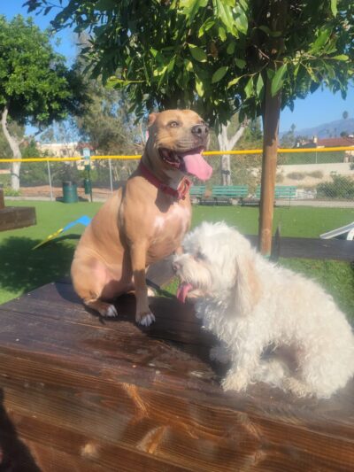 Alhambra Paw-Pup Dog Park - Alhambra, CA