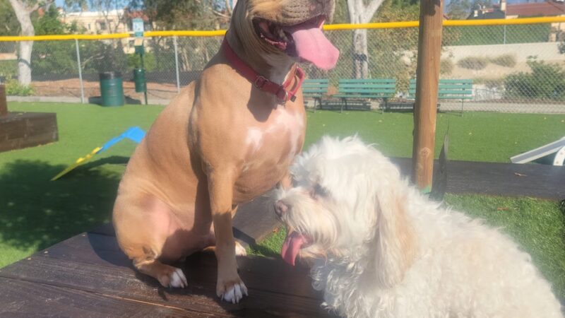 Alhambra Paw-Pup Dog Park - Alhambra, CA