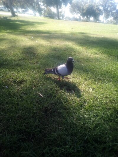 Almansor Park Trail - Alhambra, CA