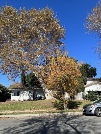 Lindaraxa Park - Alhambra, CA