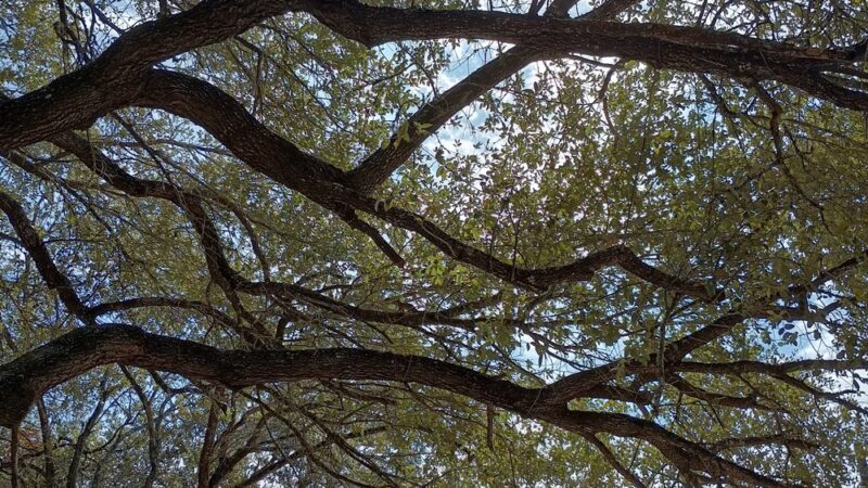 Veterans Plaza Park - Alice, TX