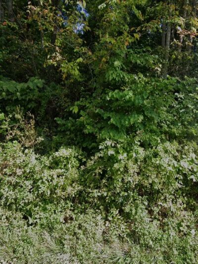 Hoover Mountain Bike Area Trails - Allisonia, VA