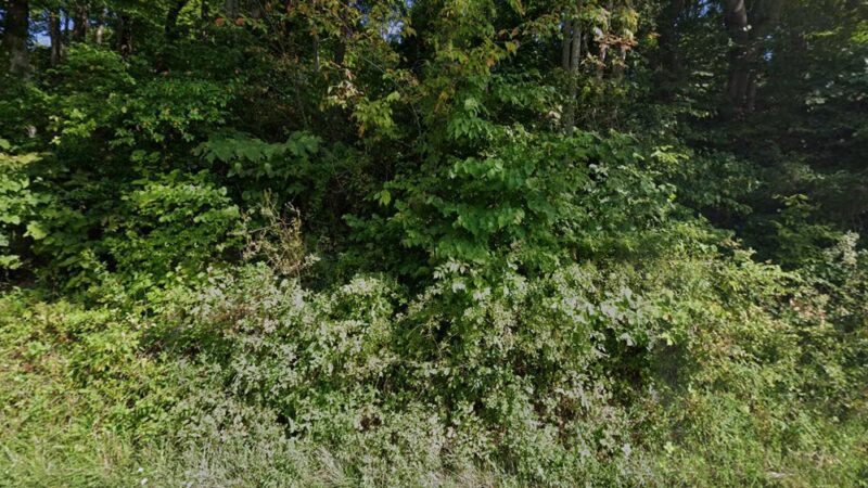 Hoover Mountain Bike Area Trails - Allisonia, VA