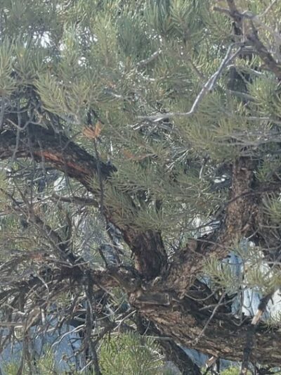 City of Rocks National Reserve - Almo, ID