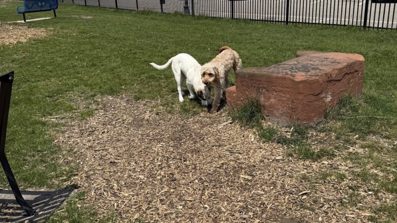 Thomas Stafford Dog Park - Alpena, MI