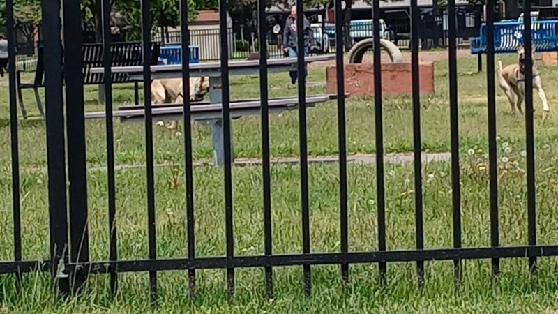 Thomas Stafford Dog Park - Alpena, MI