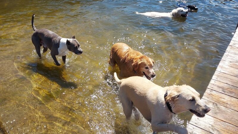 Thomas Stafford Dog Park - Alpena, MI