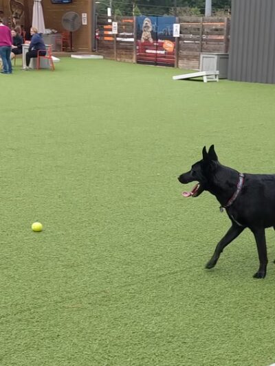 Fetch Park Alpharetta - Alpharetta, GA