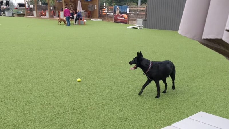 Fetch Park Alpharetta - Alpharetta, GA