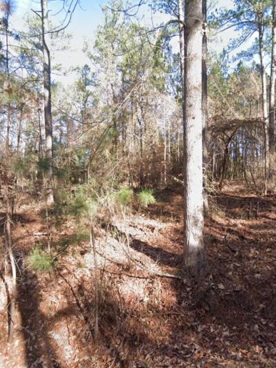 Webb Bridge Dog Park - Alpharetta, GA