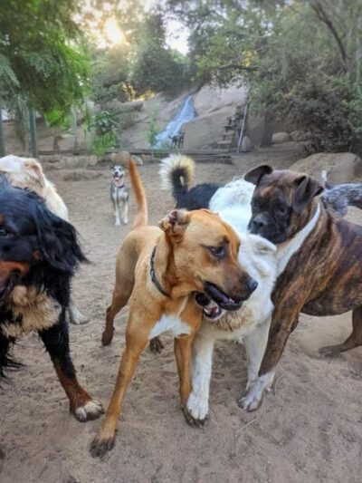 Dog Camp @ Alpine Dog Ranch - Alpine, CA