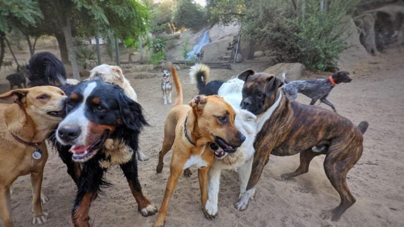 Dog Camp @ Alpine Dog Ranch - Alpine, CA