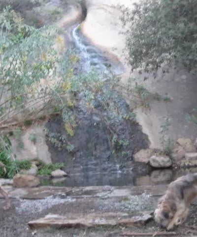 Dog Camp @ Alpine Dog Ranch - Alpine, CA