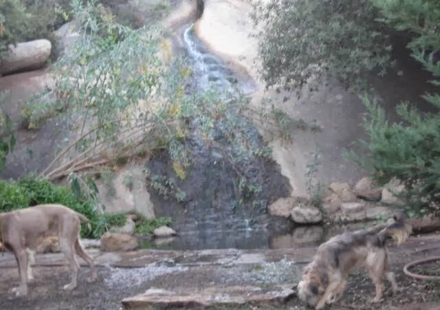 Dog Camp @ Alpine Dog Ranch - Alpine, CA