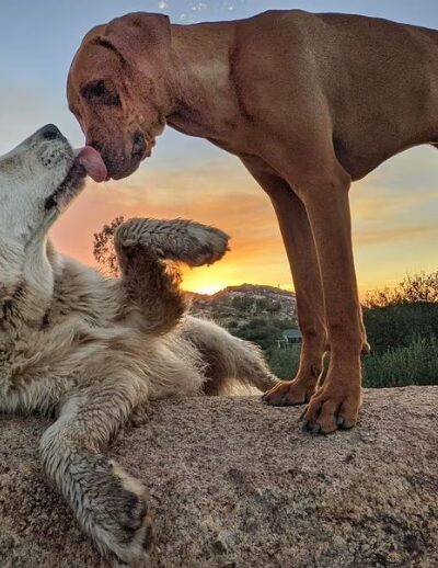 Dog Camp @ Alpine Dog Ranch - Alpine, CA