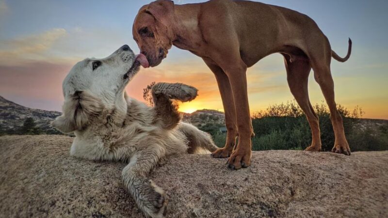 Dog Camp @ Alpine Dog Ranch - Alpine, CA