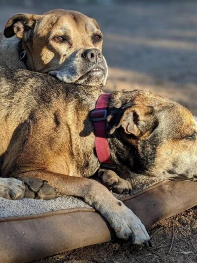 Dog Camp @ Alpine Dog Ranch - Alpine, CA