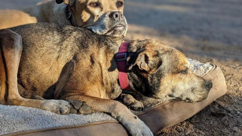 Dog Camp @ Alpine Dog Ranch - Alpine, CA