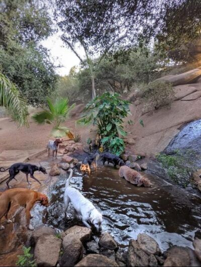 Dog Camp @ Alpine Dog Ranch - Alpine, CA