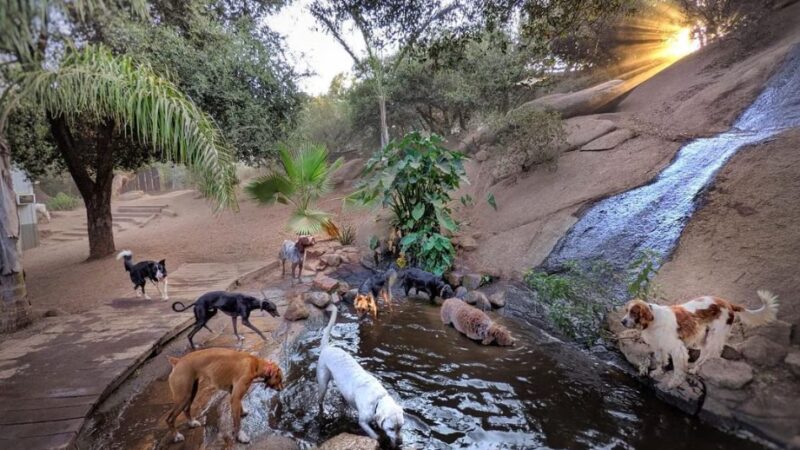Dog Camp @ Alpine Dog Ranch - Alpine, CA