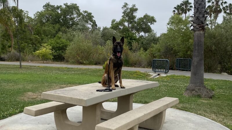 EZ PUPS - Alpine, CA