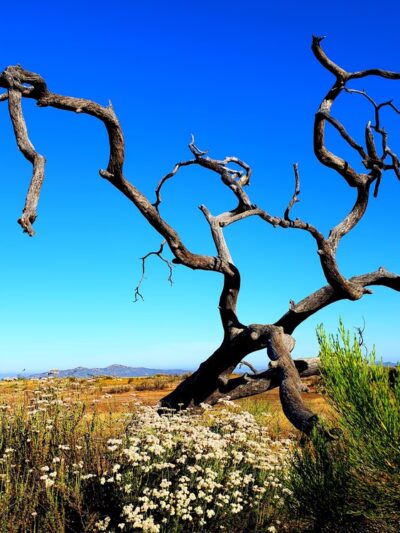 Wright's Field - Alpine, CA