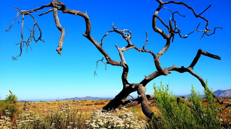Wright's Field - Alpine, CA