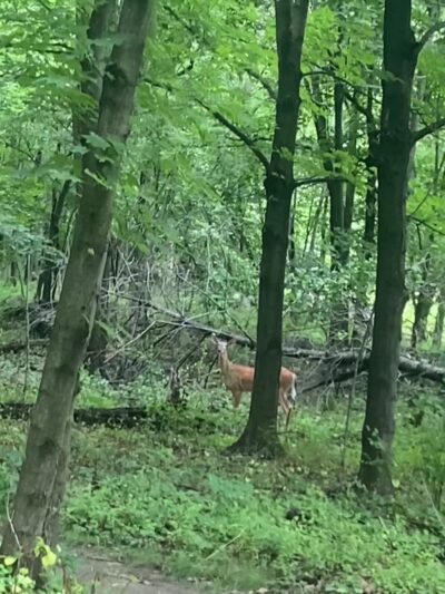 Palisades Park Alternate Parking - Alpine, NJ