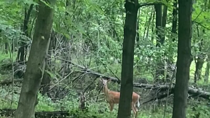 Palisades Park Alternate Parking - Alpine, NJ