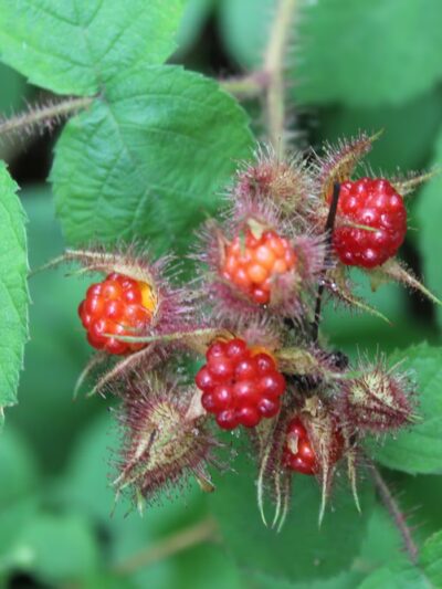 Palisades Park Alternate Parking - Alpine, NJ