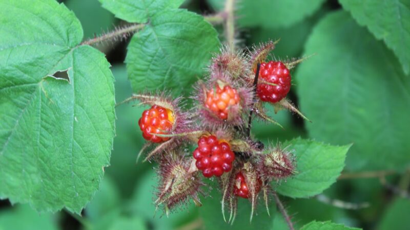 Palisades Park Alternate Parking - Alpine, NJ