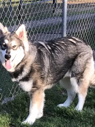 Mountain Pet Resort - Alto, GA