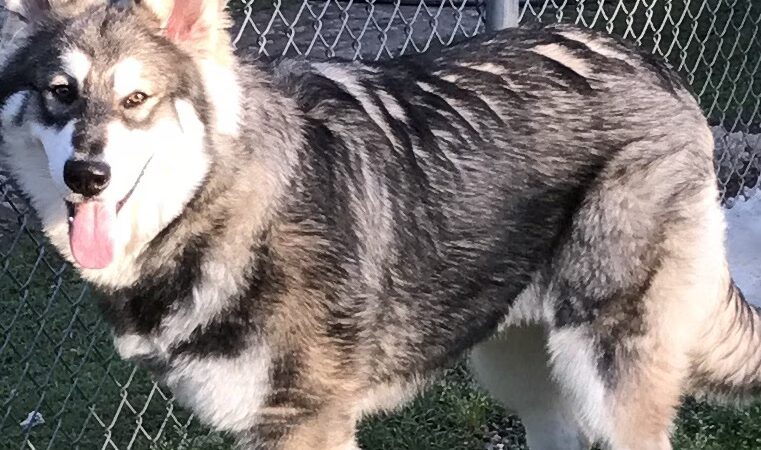 Mountain Pet Resort - Alto, GA