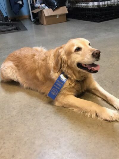 Mountain Pet Resort - Alto, GA