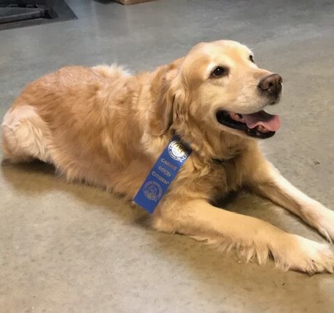 Mountain Pet Resort - Alto, GA