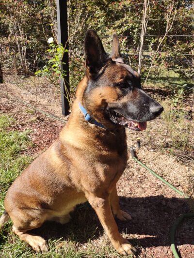 Mountain Pet Resort - Alto, GA