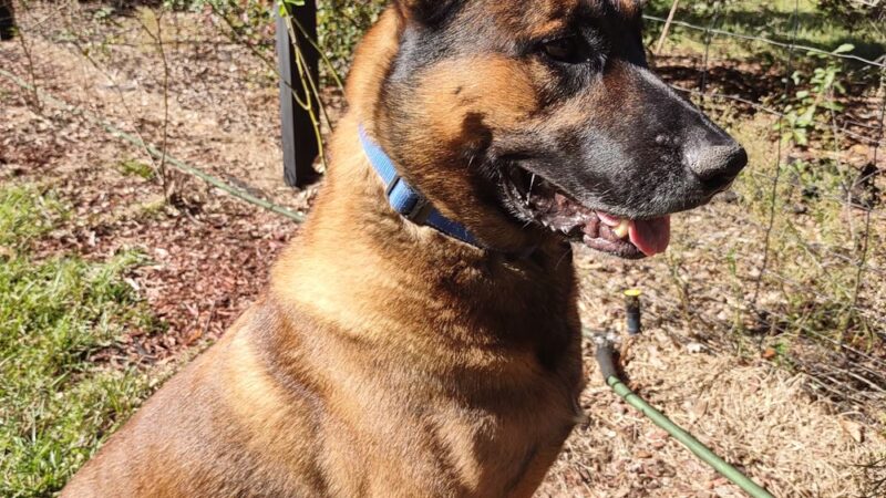 Mountain Pet Resort - Alto, GA